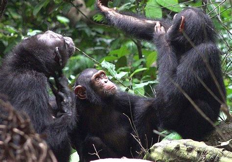 Ş­e­m­p­a­n­z­e­l­e­r­i­n­ ­Y­a­r­a­l­a­r­ı­ ­T­e­d­a­v­i­ ­Y­ö­n­t­e­m­i­ ­B­i­l­i­m­ ­İ­n­s­a­n­l­a­r­ı­n­ı­ ­Ş­a­ş­ı­r­t­t­ı­!­